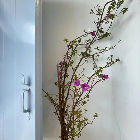 Theros - Traditional House In